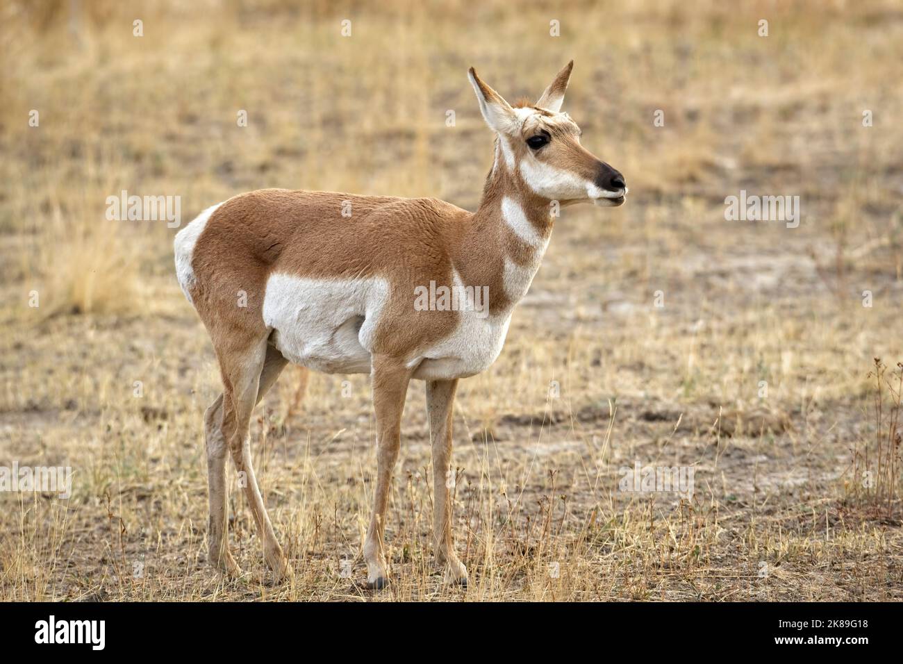 Un'antilope di proncorno femminile si trova sulla prateria erbosa del Montana occidentale. Foto Stock