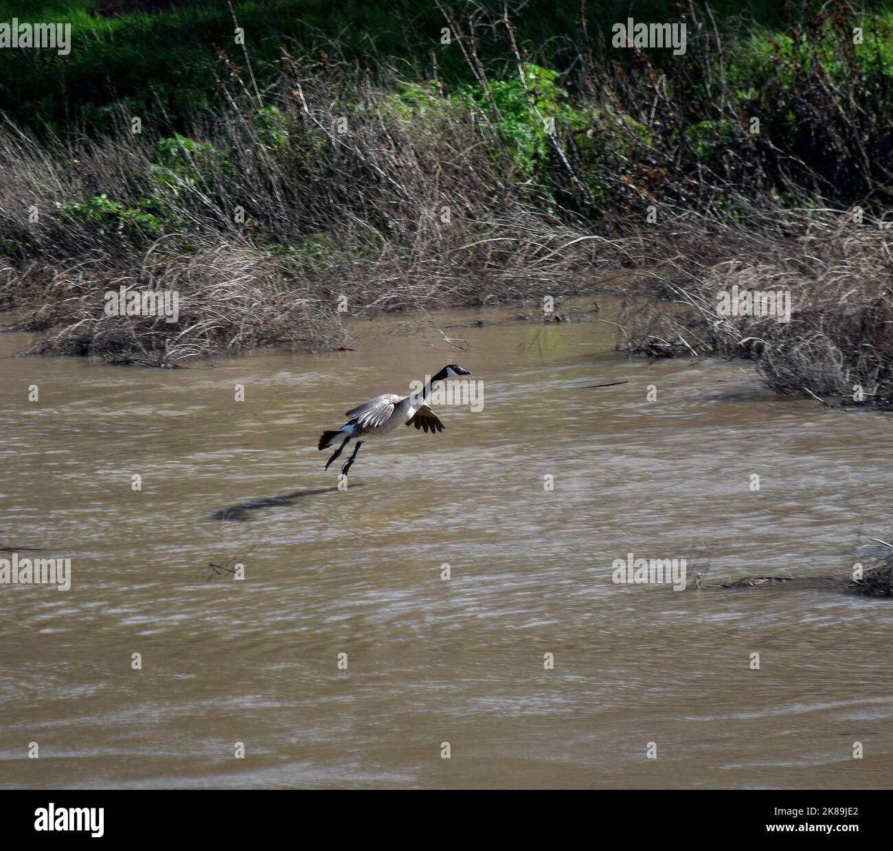Canada Goose vola sopra Alameda Creek a Union City, California Foto Stock