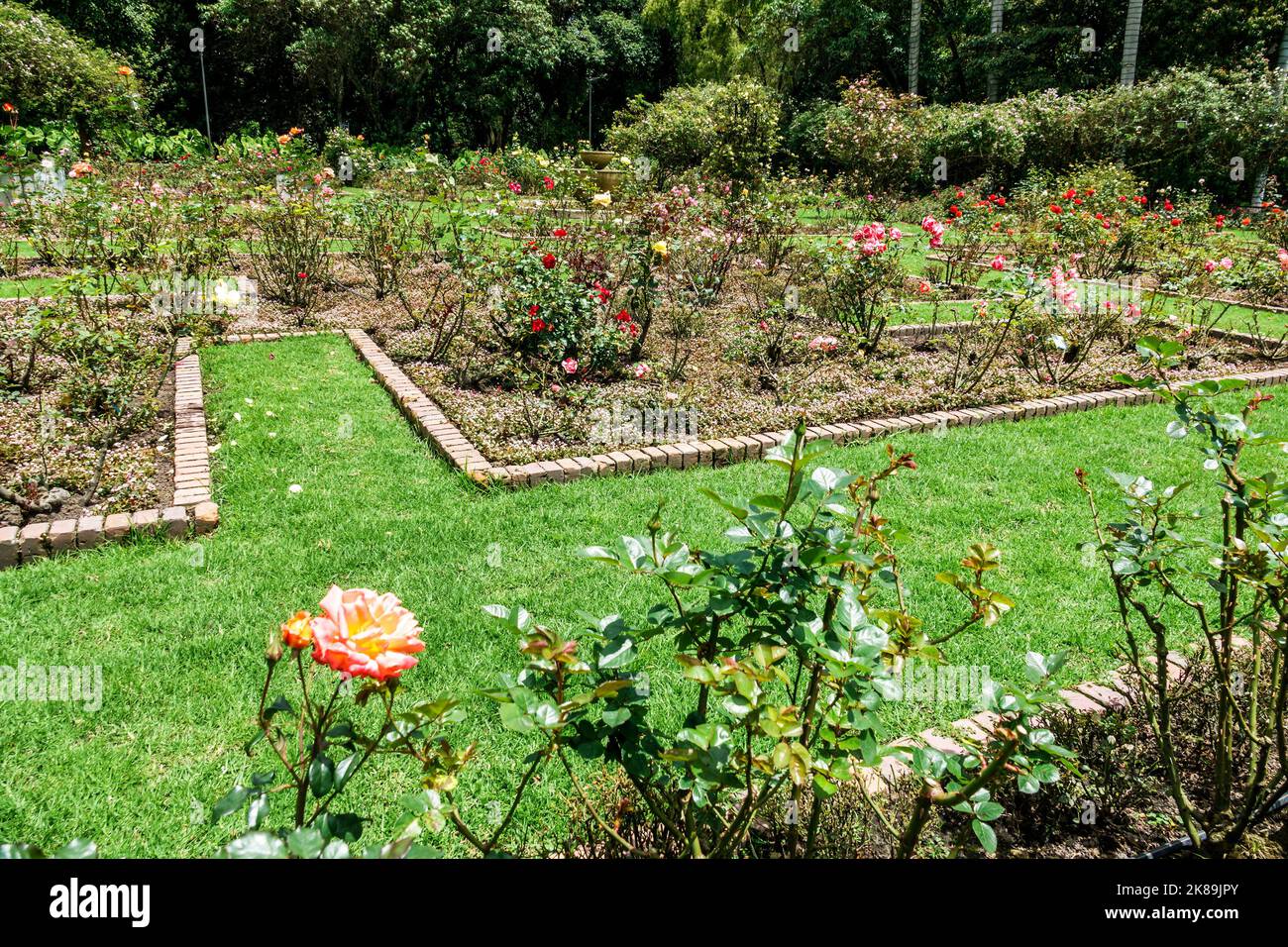 Bogota Colombia, Engativa Calle 63 Jardin Botanico de Bogota¡ Jose Celestino Mutis Giardino Botanico, mostra mostre collezione piante rose fiore Foto Stock