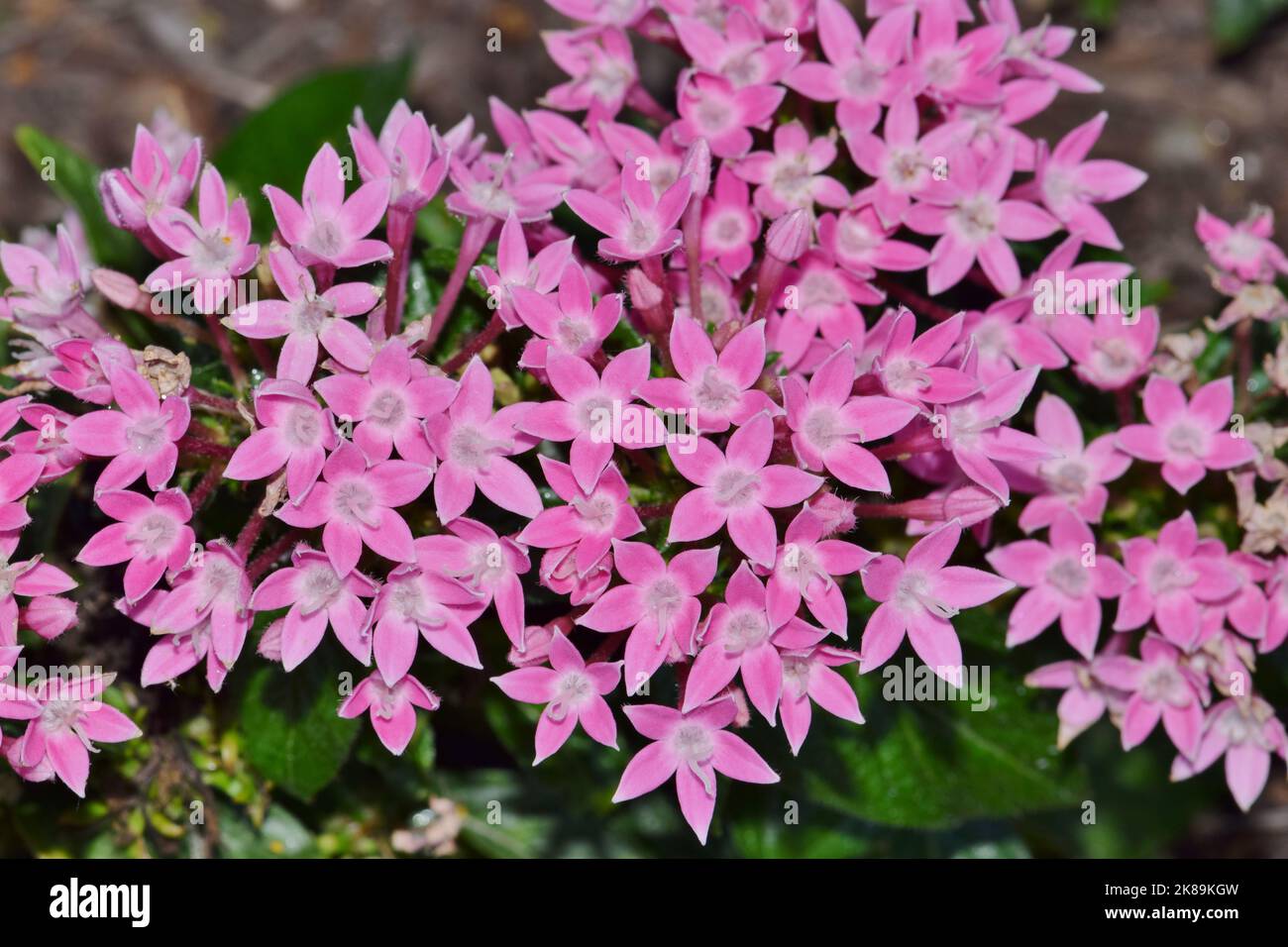 Rosa stellare egiziano (Pentas lanceolata) fiori fiorire in un letto da giardino. Pianta fiorita africana nella famiglia Madder Rubiaceae. Foto Stock