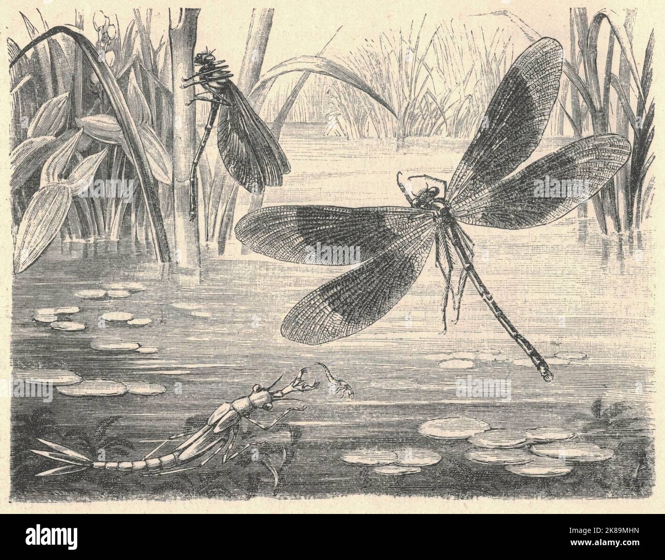 Antica illustrazione incisa della libellula e della sua larva. Illustrazione vintage del falco e della sua larva. Vecchia immagine incisa del darner. Immagine della libellula. Illustrazione del libro pubblicata nel 1907. Una libellula è un insetto volante appartenente all'ordine Odonata, l'infrastruttura Anisoptera (dal greco ἄνισος anisos, 'disuguale' e πτερόν pteron, 'ala', perché l'ala posteriore è più ampia del forewing). Sono note circa 3.000 specie esistenti di vera libellula. La maggior parte sono tropicali, con meno specie in regioni temperate. La perdita dell'habitat delle zone umide minaccia le popolazioni di libellule in tutto il mondo. A. Foto Stock