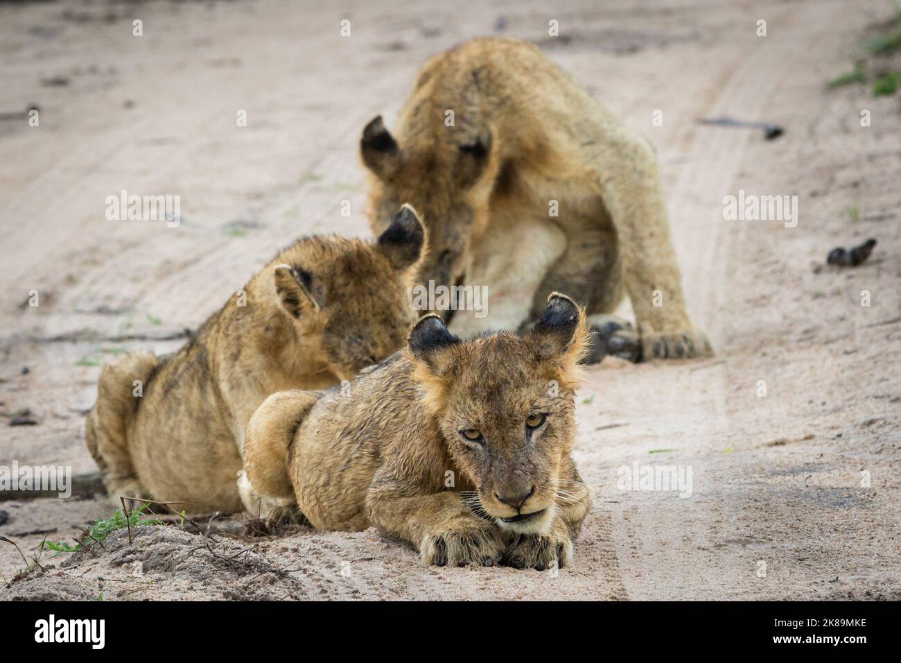 Tre giovani leoni che riposano sulla strada. Foto Stock