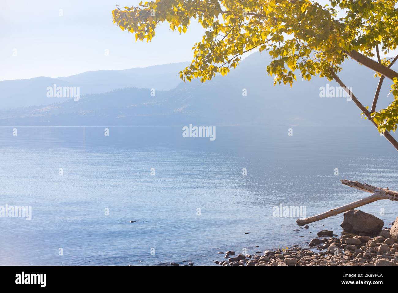 Lago Okanagan e montagne con cielo blu e albero con foglie autunnali gialle Foto Stock