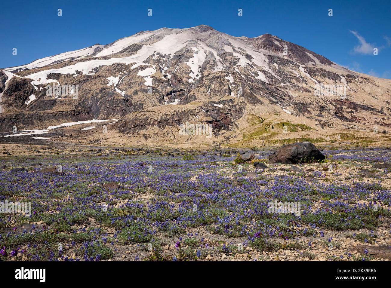 WA22496-00...WASHINGTON - Una stuoia di lupino minente che fiorisce sulle pianure di Abraham nel Monumento vulcanico Nazionale del Monte St. Helens. Foto Stock