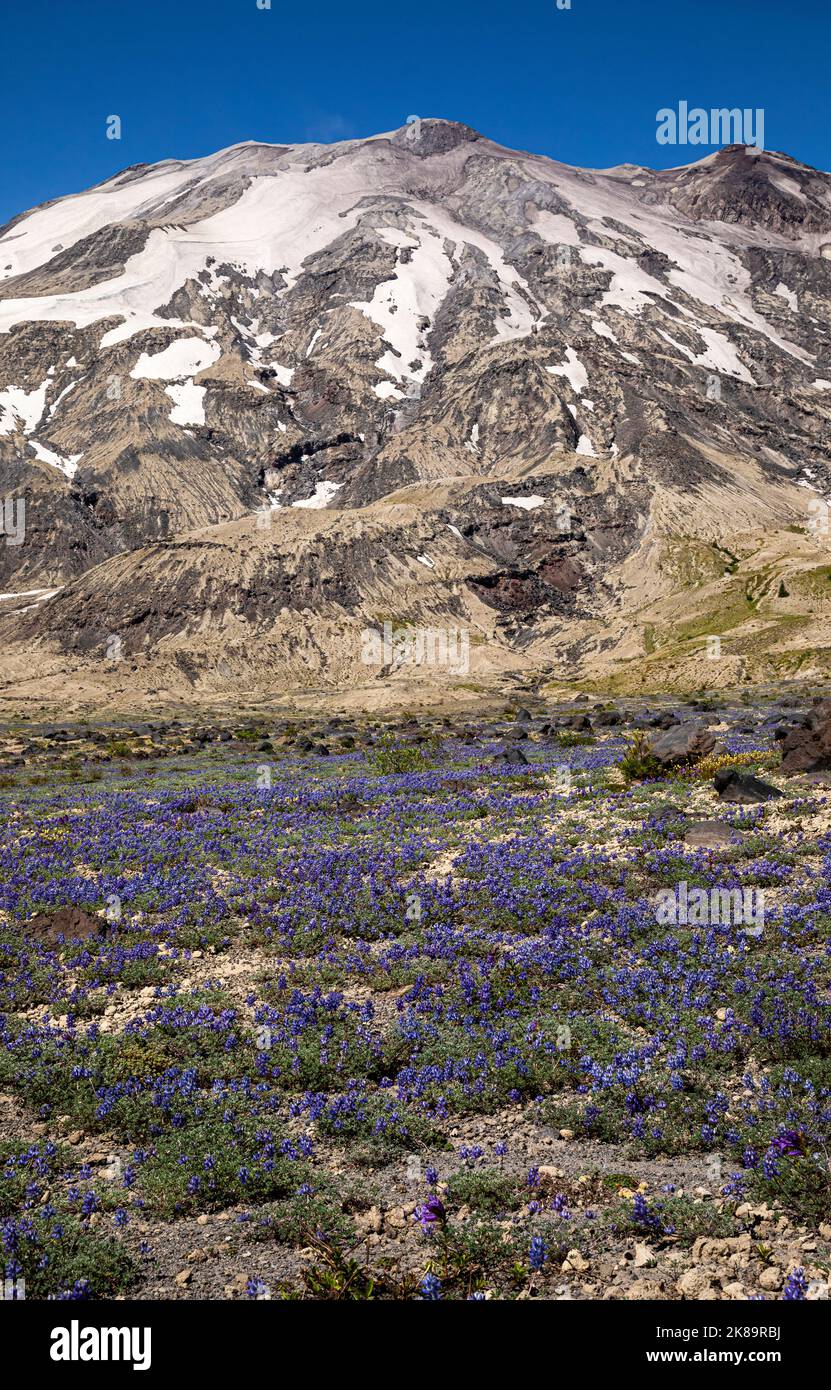 WA22497-00...WASHINGTON - Una stuoia di lupino minente che fiorisce sulle pianure di Abraham nel Monumento vulcanico Nazionale del Monte St. Helens. Foto Stock