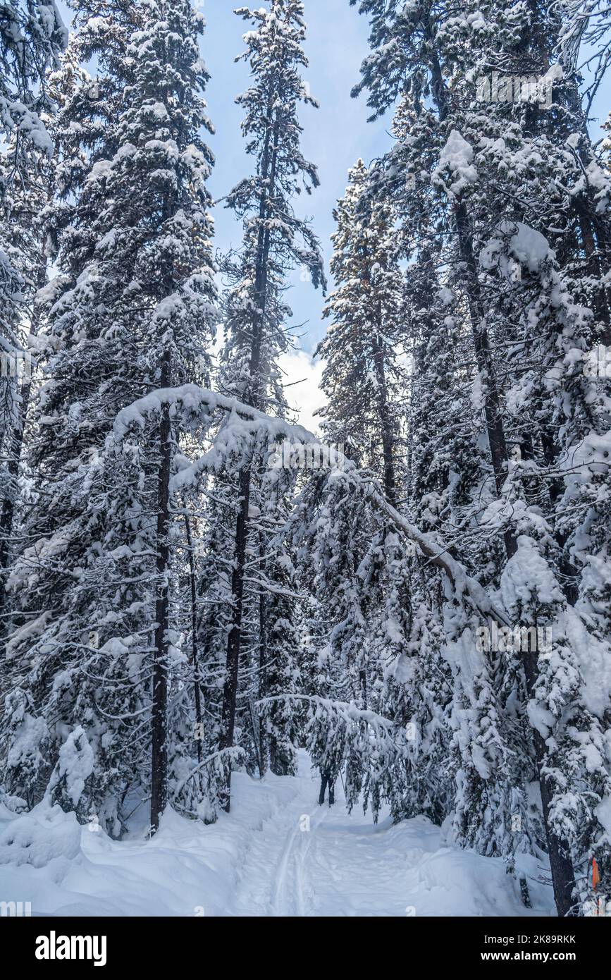 Foresta vicino al lago Louise a Banff Park in inverno, Alberta, Canada Foto Stock