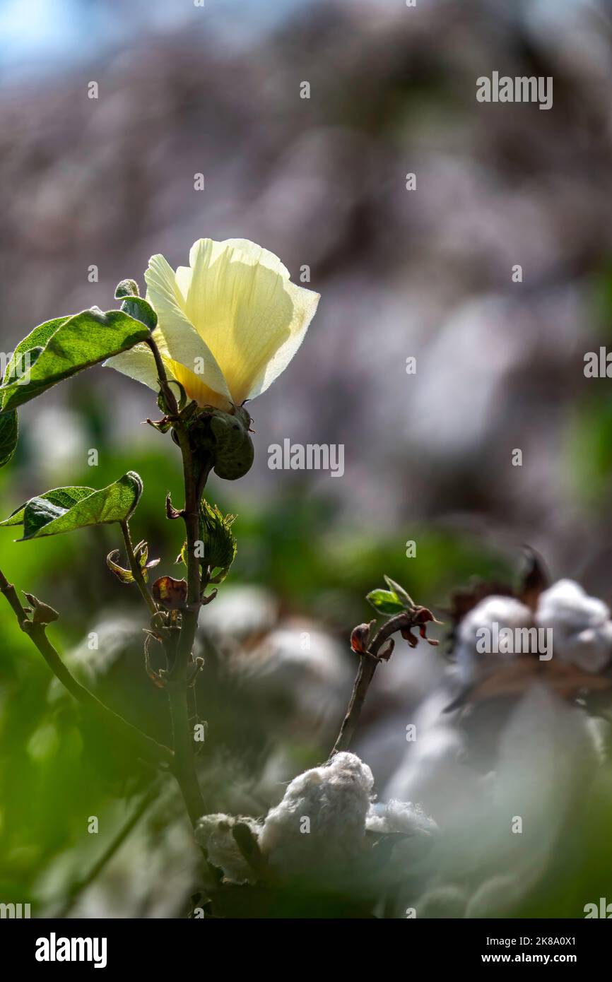 Fiore di pianta di cotone su uno sfondo sfocato di un campo con i bolli aperti. Israele Foto Stock