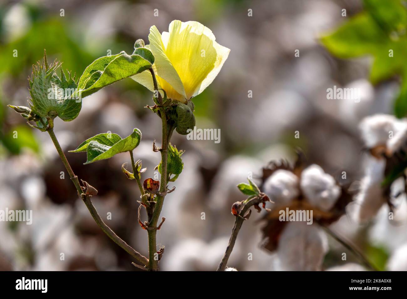 Fiore di pianta di cotone su uno sfondo sfocato di un campo con i bolli aperti. Israele Foto Stock