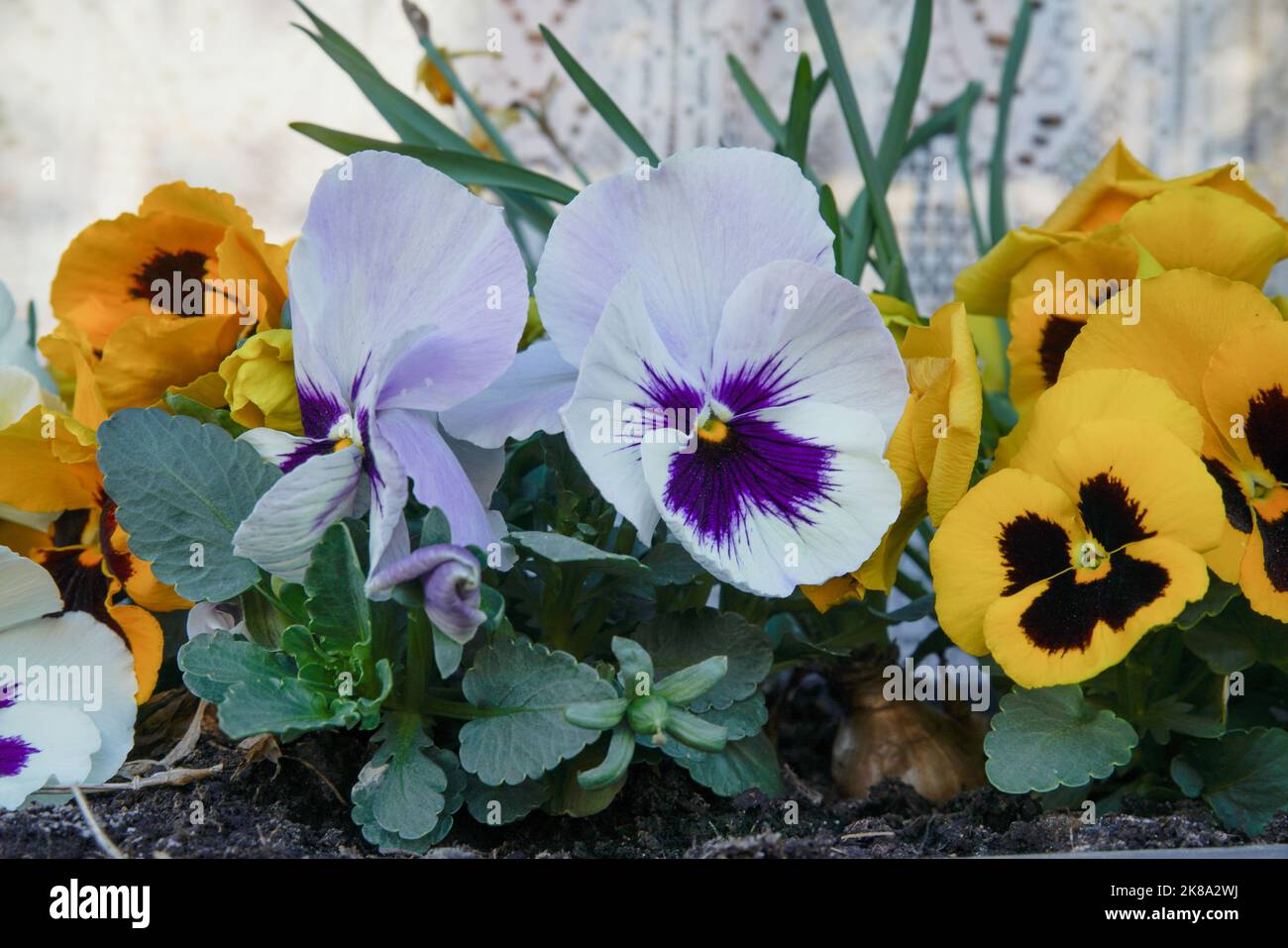 Stiefmütterchen Veilchen (Viola) Foto Stock