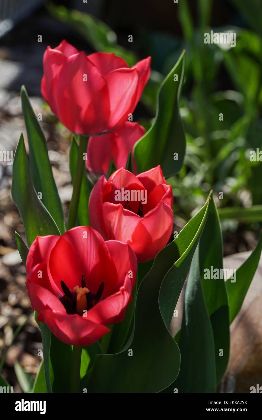 rote Tulpen 4er Gruppe Foto Stock