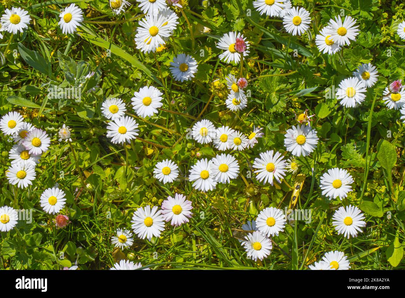 Gänseblümchen weiß e rosa Foto Stock