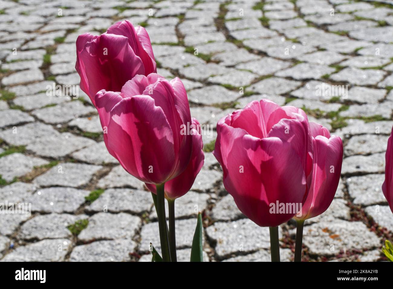 Tulpen rosa - Tulipa Foto Stock