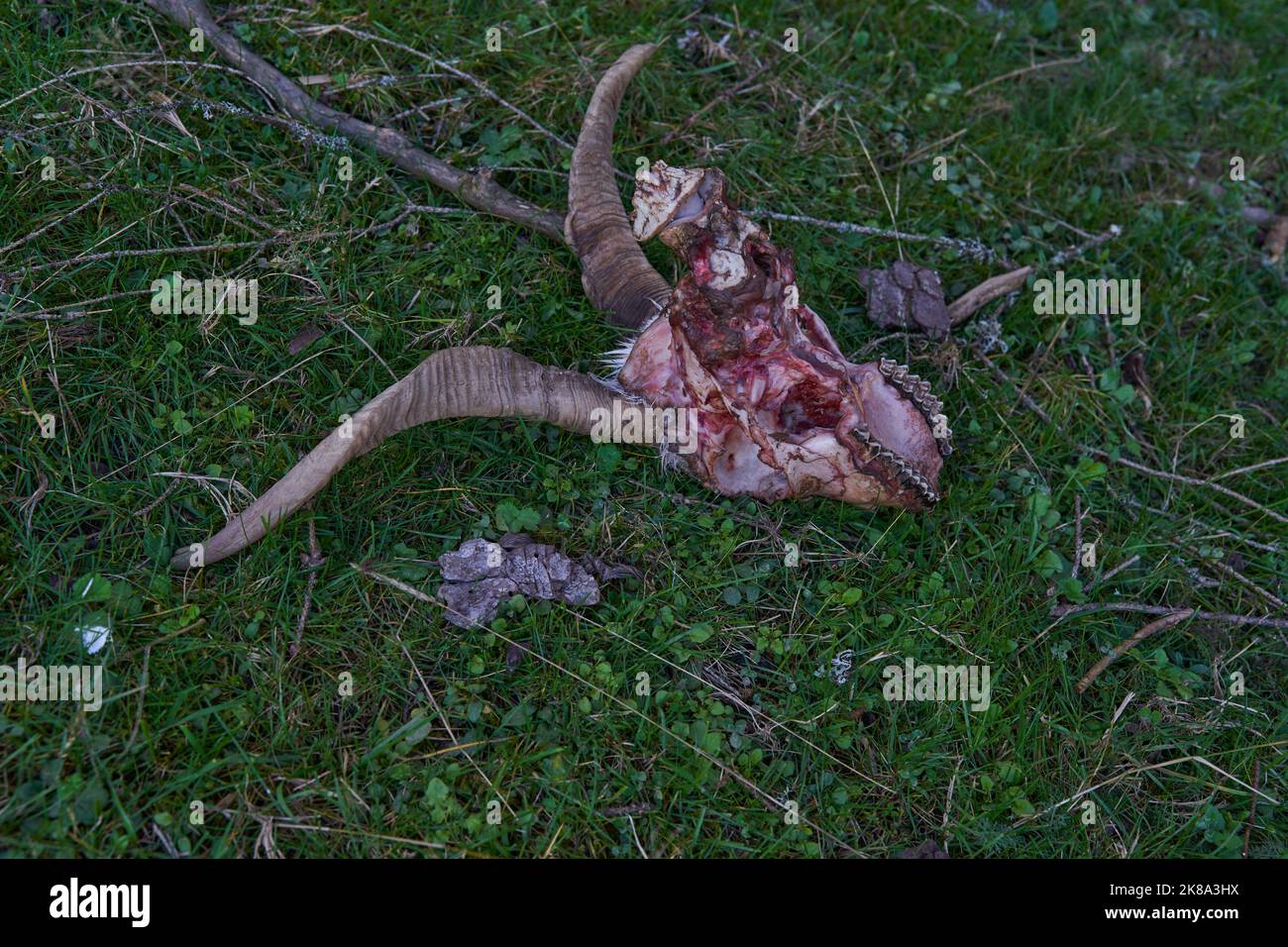 Cranio di una capra di montagna uccisa dai predatori sull'erba in montagna Foto Stock