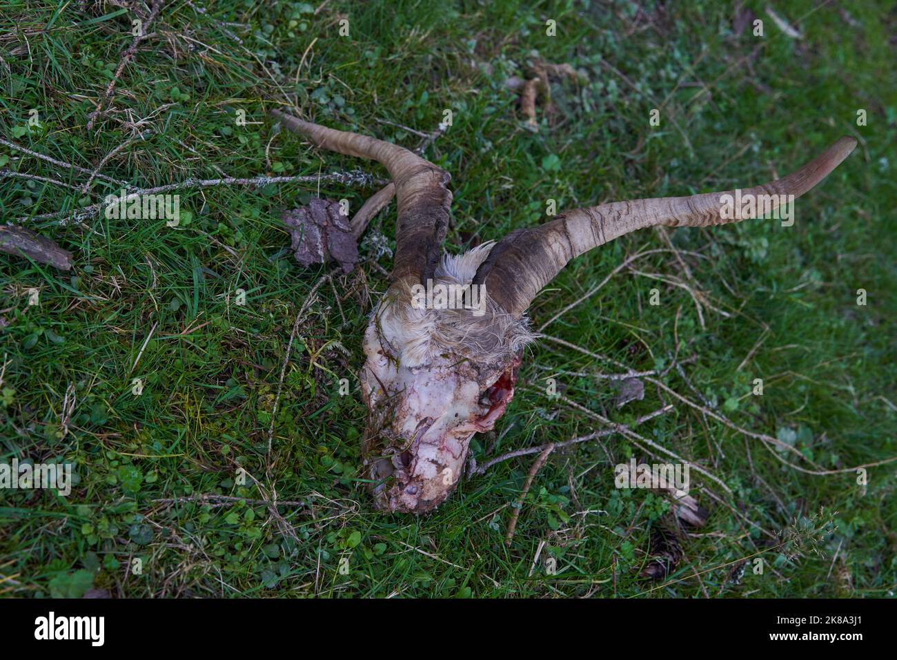 Cranio di una capra di montagna uccisa dai predatori sull'erba in montagna Foto Stock