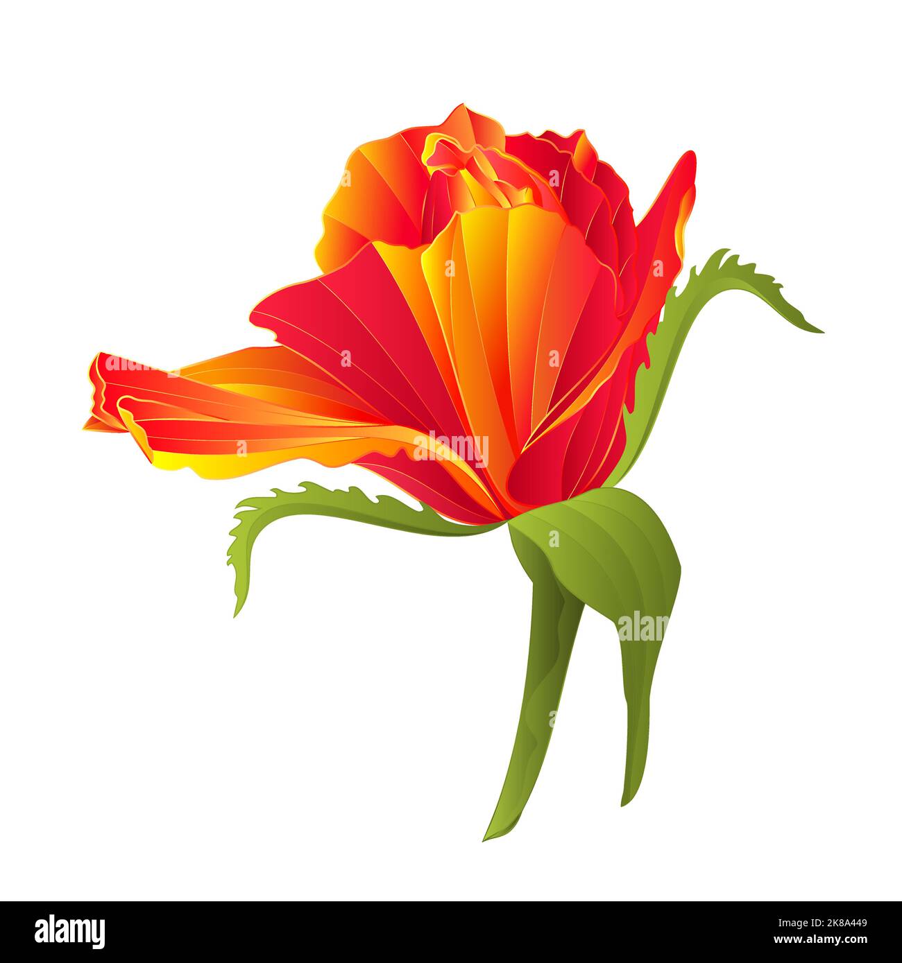 Fiore arancione rosa vintage su uno sfondo bianco vettore illustrazione Illustrazione Vettoriale