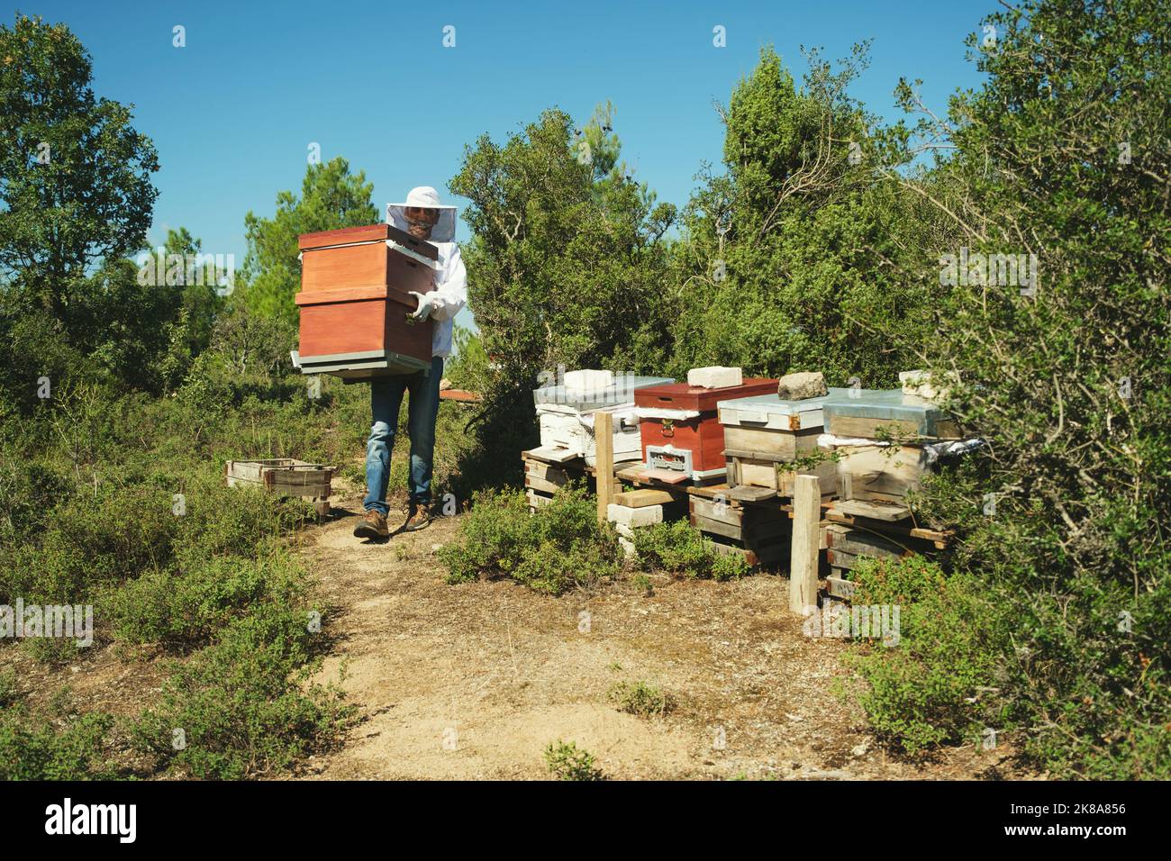 Un apicoltore trasporta le scatole dell'ape nella natura. Foto Stock