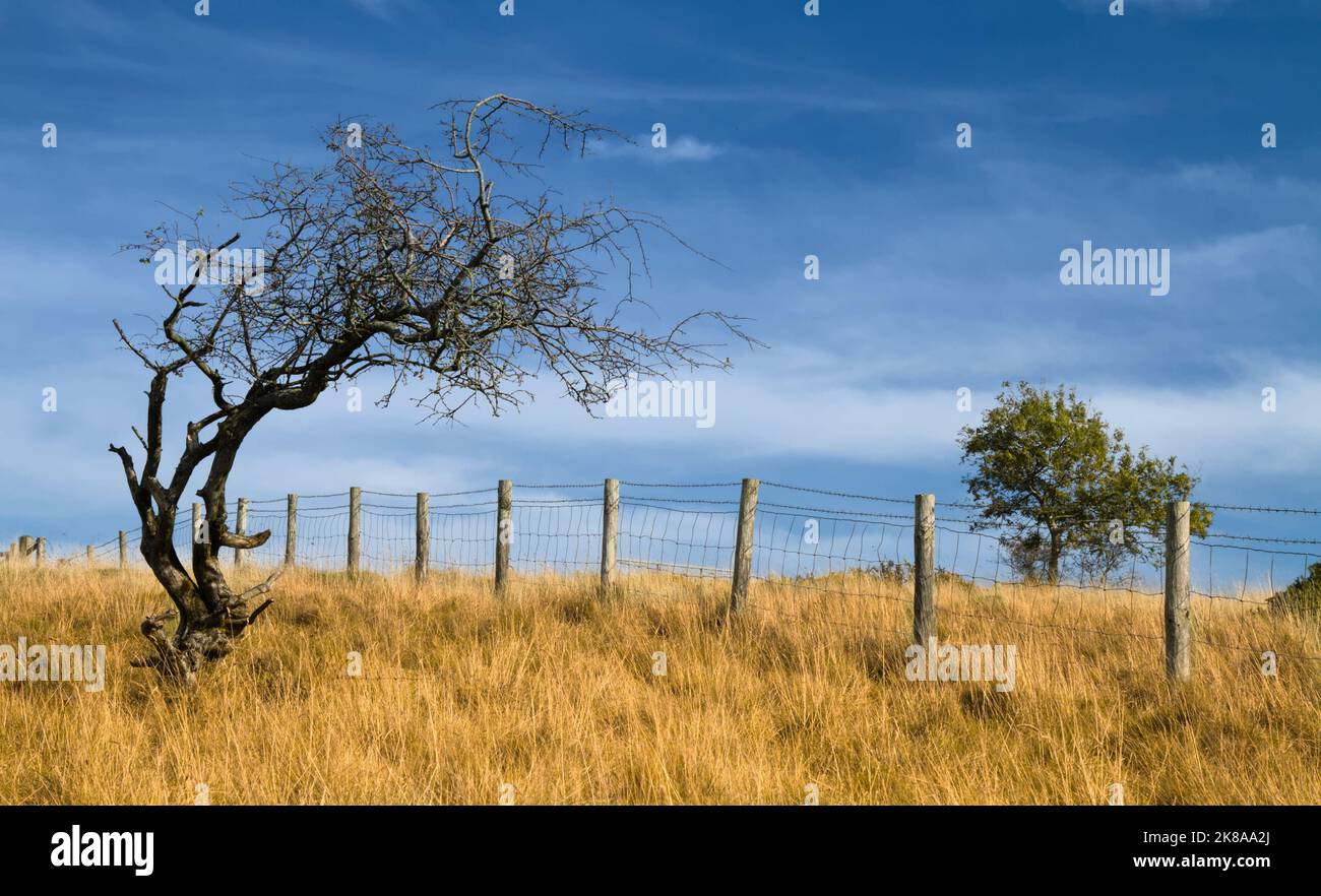 Windswept Bent Tree accanto A Una recinzione a filo spinato in Un campo di erba gialla, Cheddar Gorge UK Foto Stock