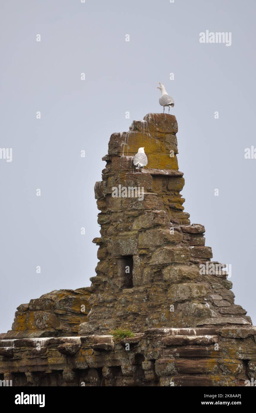 Die Ruine von Dunnottar Castle bei Stonehaven an der schottischen Ostküste liegt nicht nur malerisch direkt am Meer auf schroffen Felsen. Sie ist auch Foto Stock
