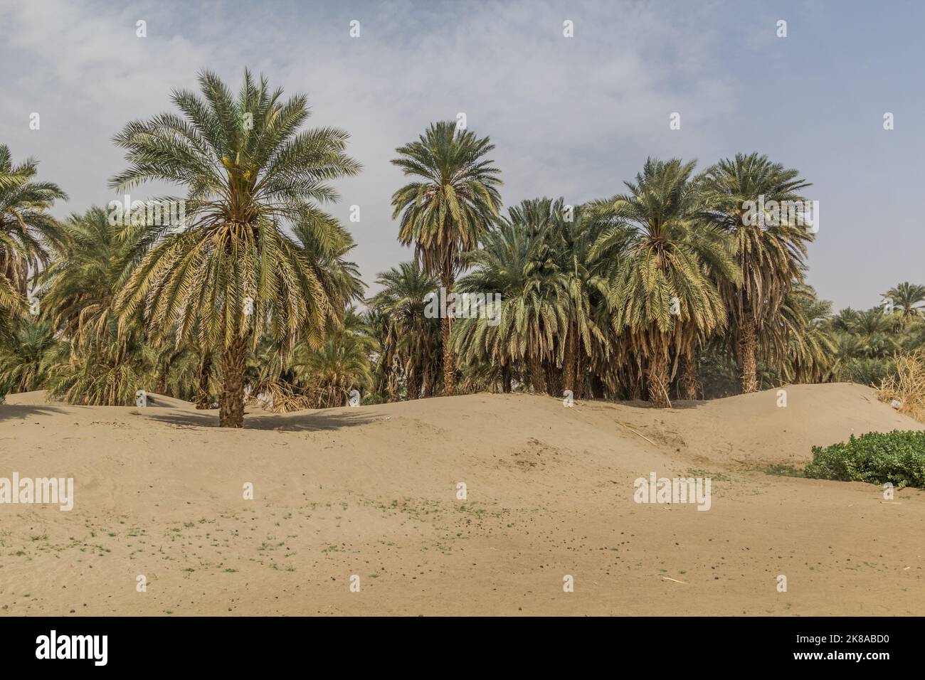 Palme su un'isola sabbiosa nel fiume Nilo vicino ad Abri, Sudan Foto Stock