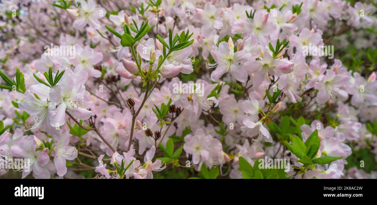 banner orizzontale di fiori rosa chiaro di rododendro in fiore Foto Stock