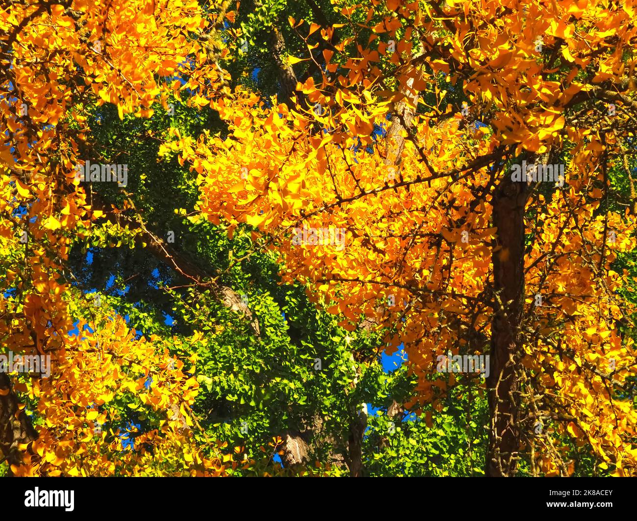 Grande albero di Ginkgo biloba nei colori autunnali Foto Stock