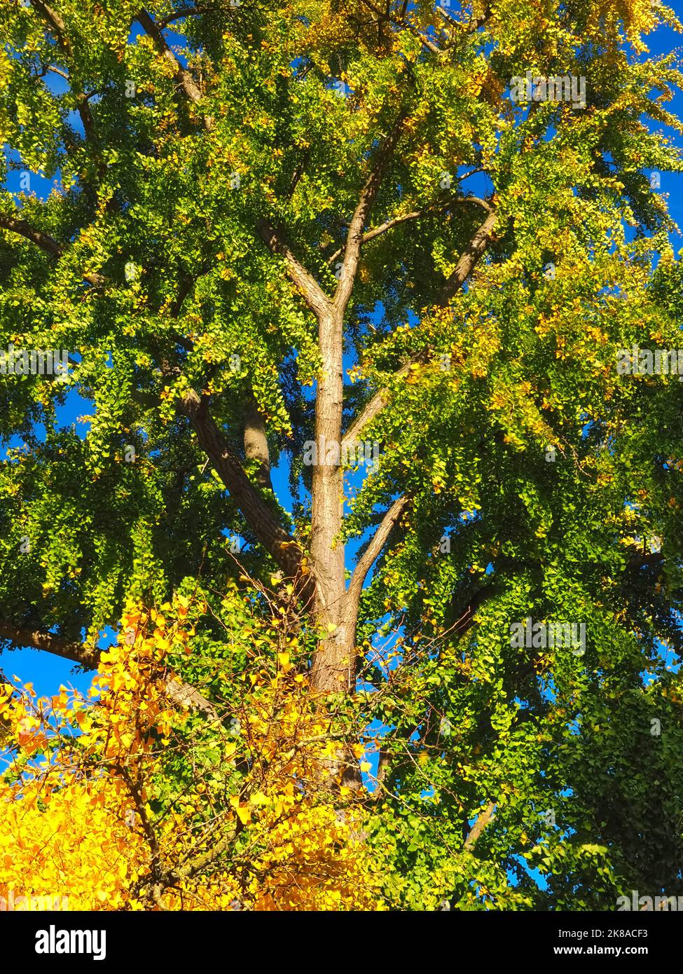 Grande albero di Ginkgo biloba nei colori autunnali Foto Stock