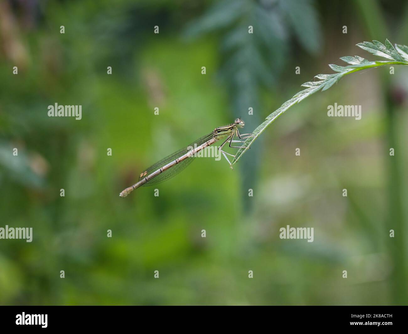 Singola femmina della damselfly a zampe bianche (nome latino: Platycnemis pennipes) nella Serbia occidentale Foto Stock