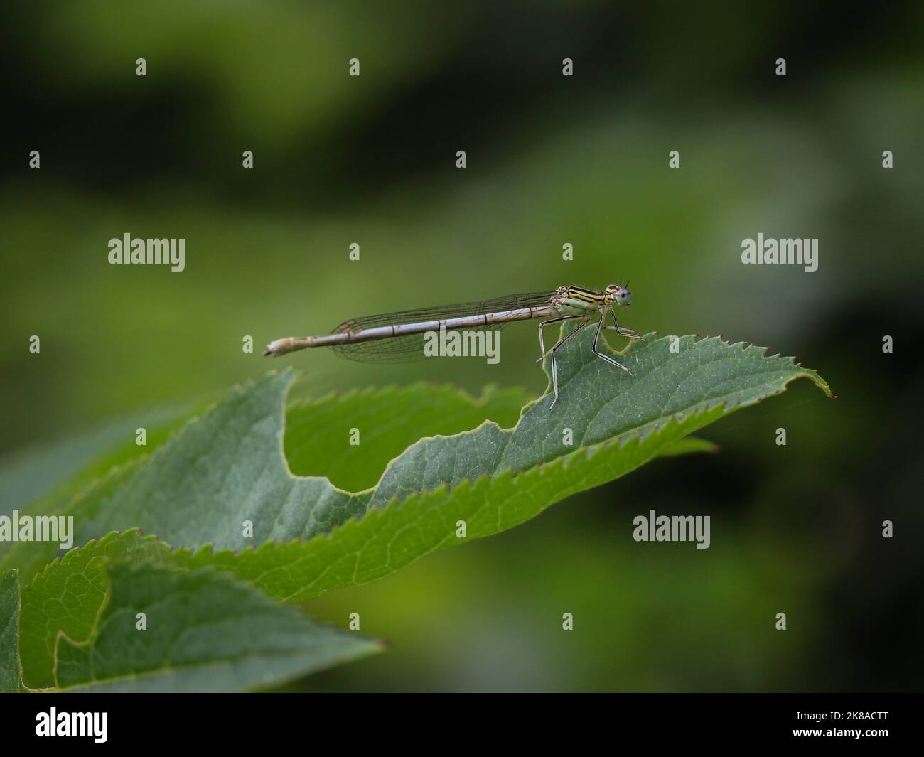 Singola femmina della damselfly a zampe bianche (nome latino: Platycnemis pennipes) nella Serbia occidentale Foto Stock
