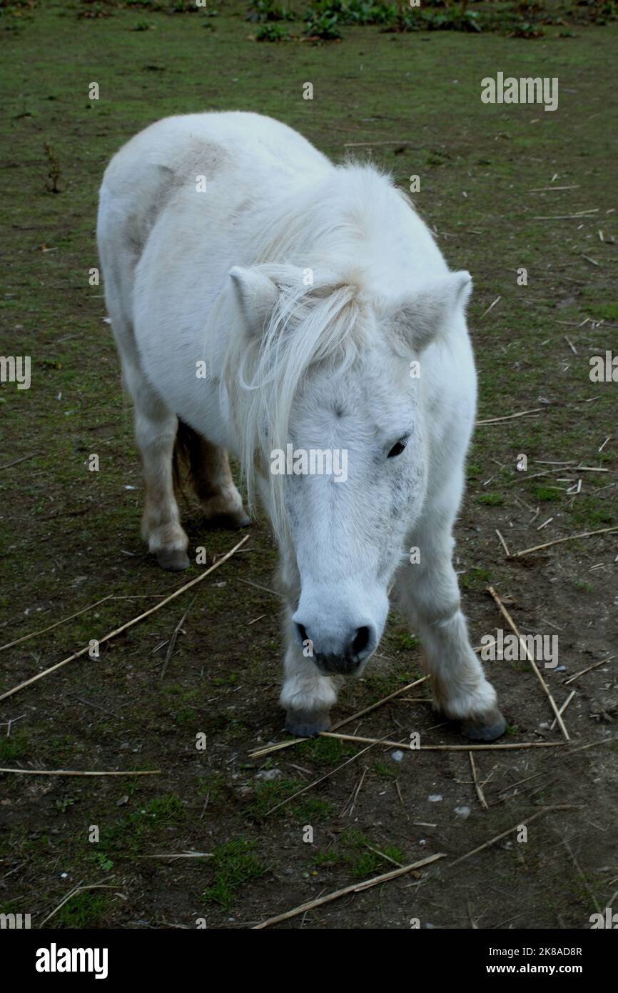 Ponys neben Landschaftsgartenschaugelände a Kitzingen Foto Stock