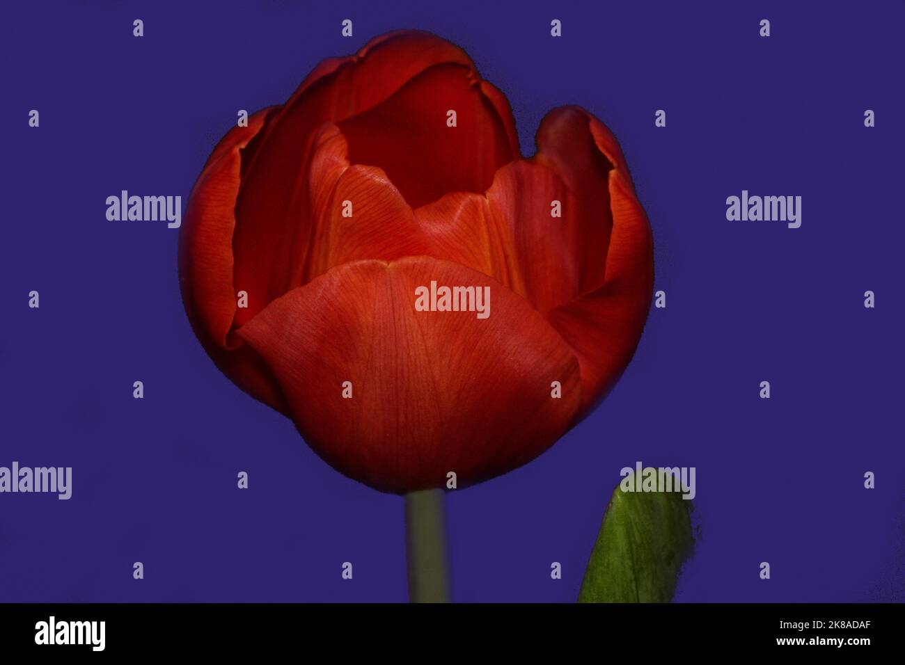 rote Tulpe - Einzelblüte mit blauem Hintergrund Foto Stock