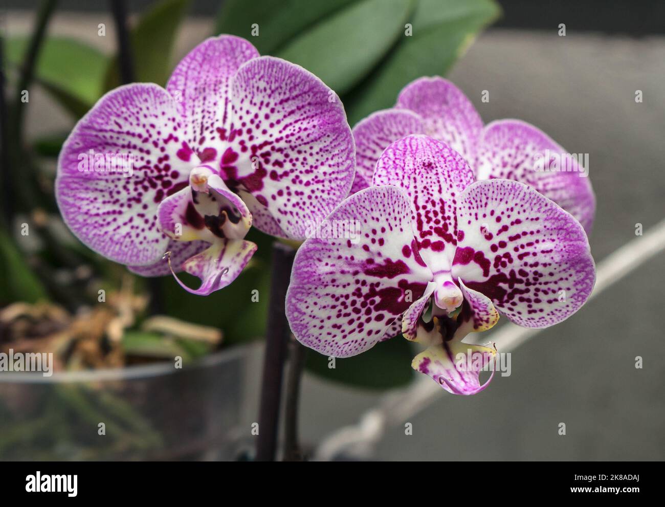 primo piano di una coppia di orchidee rosa e bianche in fiore Foto Stock