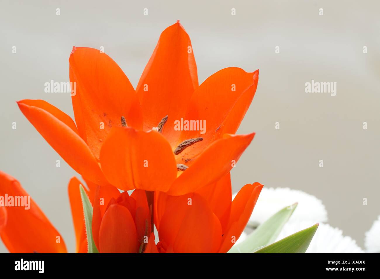 Tulpen arancione Foto Stock