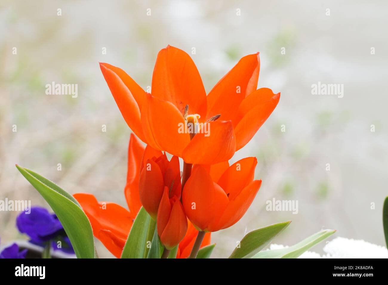 Tulpen arancione Foto Stock