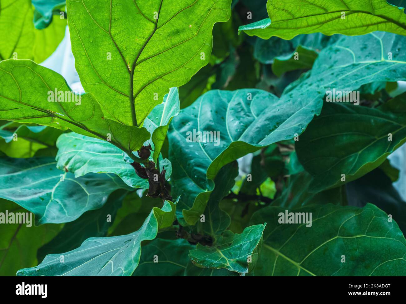 vista ravvicinata delle foglie di ficus lyrata nei colori verde e blu Foto Stock
