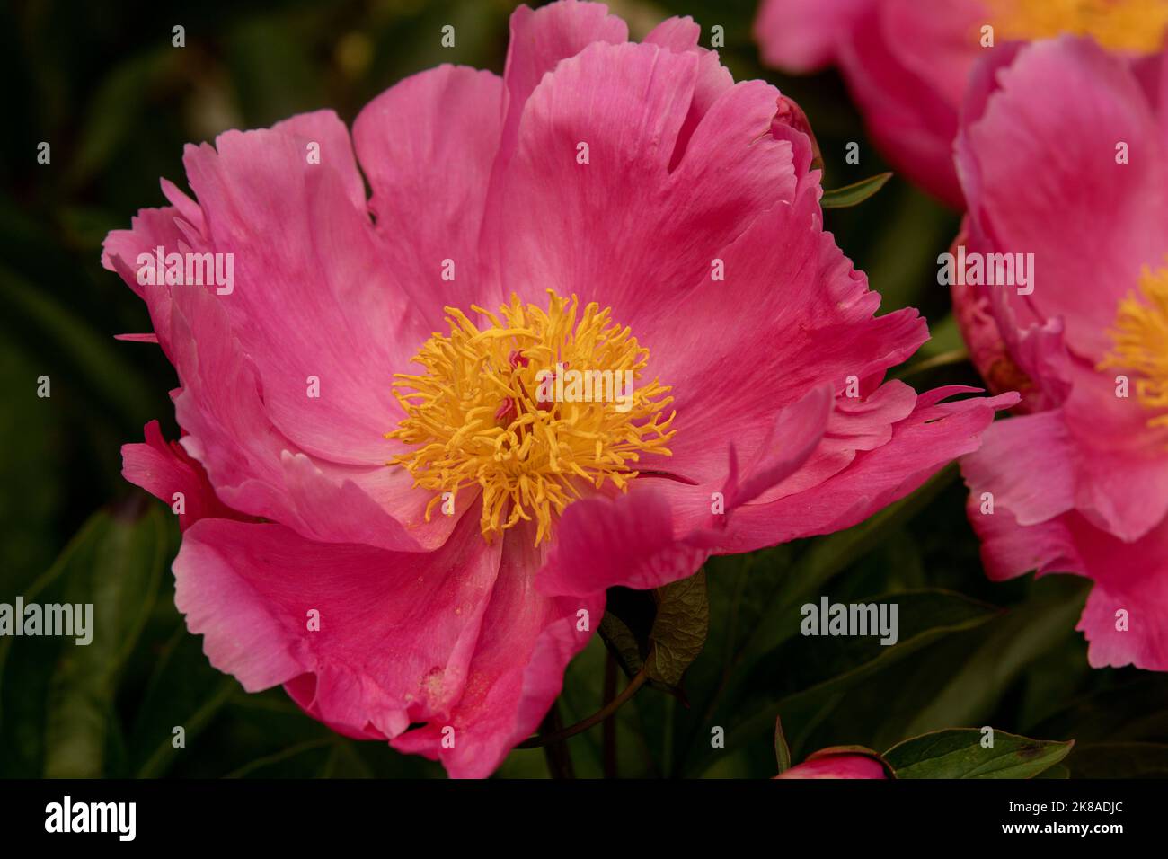 Pfingstrosen als Einzelblüten Foto Stock