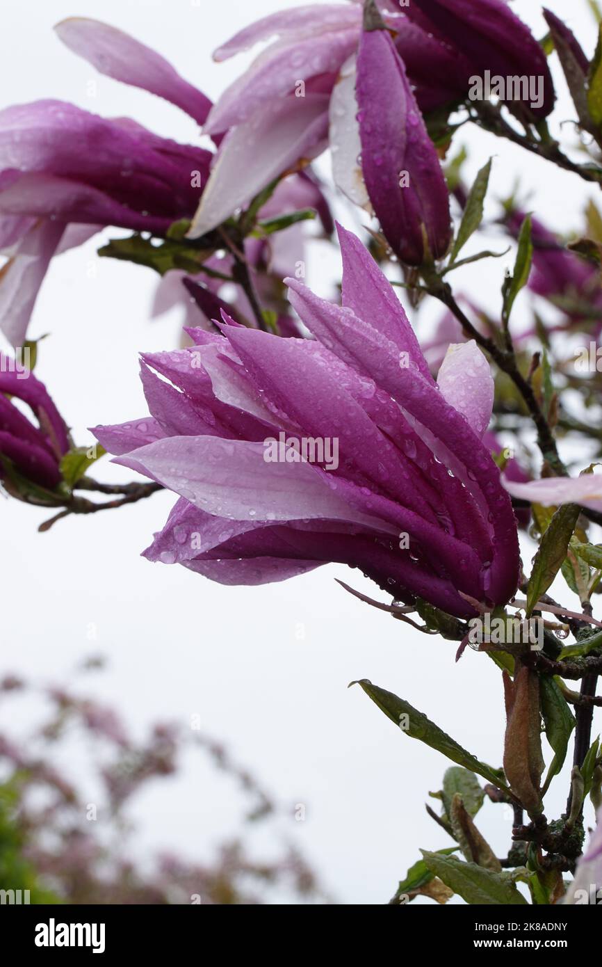 Purpur-Magnolie (Magnolia liliiflora) im Regen Foto Stock