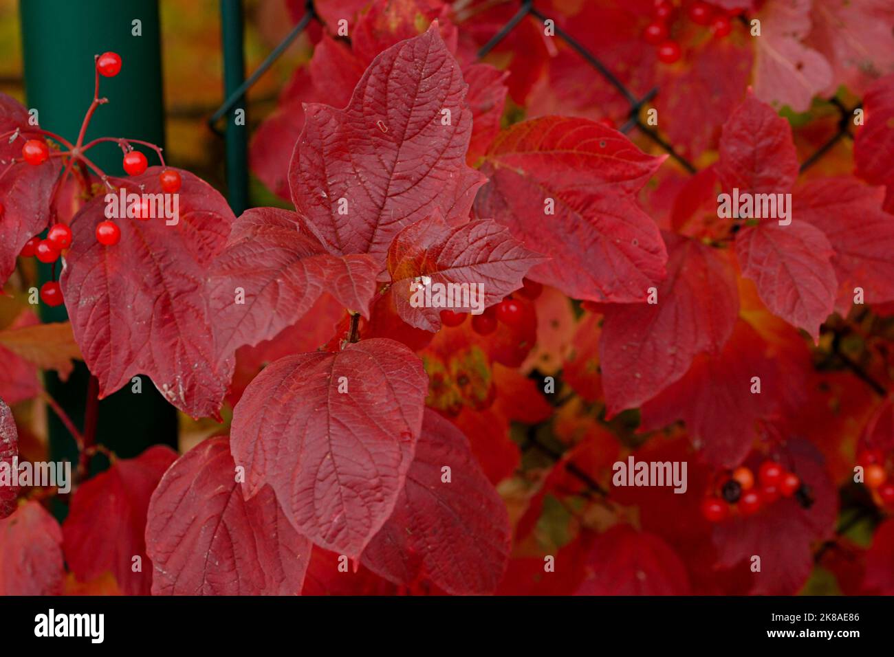 rotblättrige Hecke mit einzackigen Blättern Foto Stock