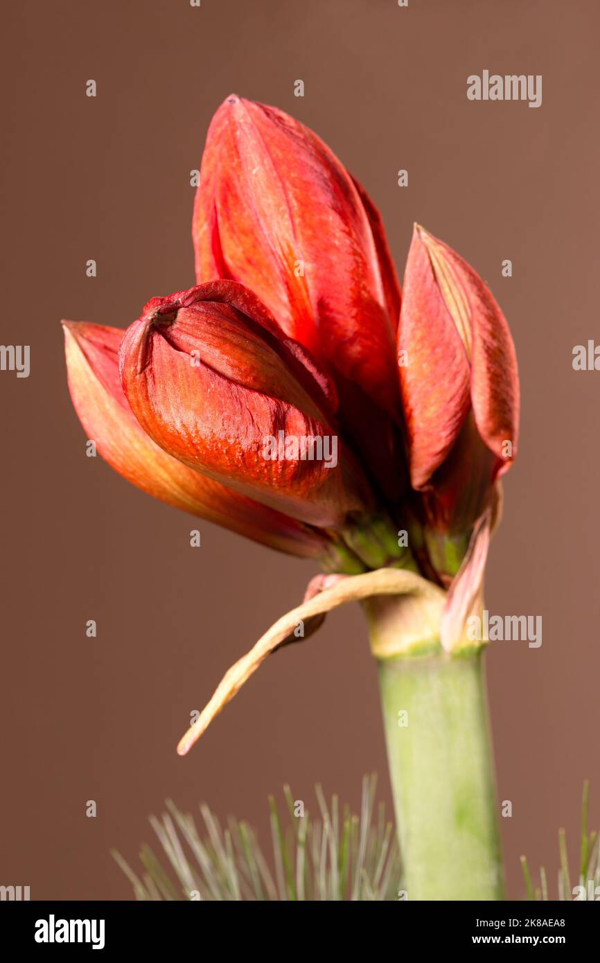 Amaryllis Einzelblüte Foto Stock