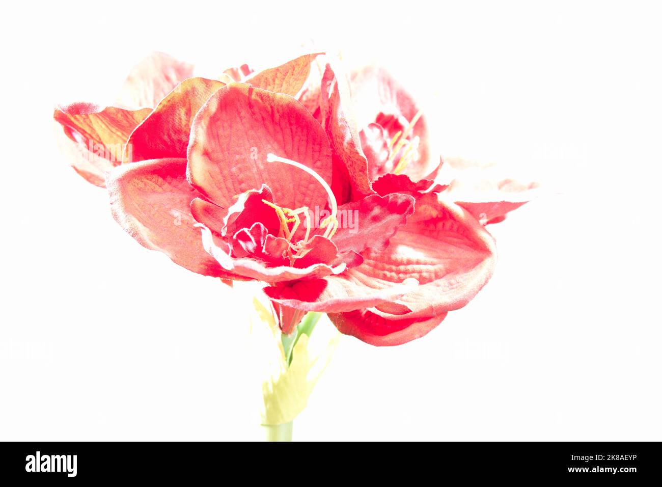Amaryllis rote Kunstblüte als Hightkeyaufnahme mit mindestens Blende 8 Foto Stock