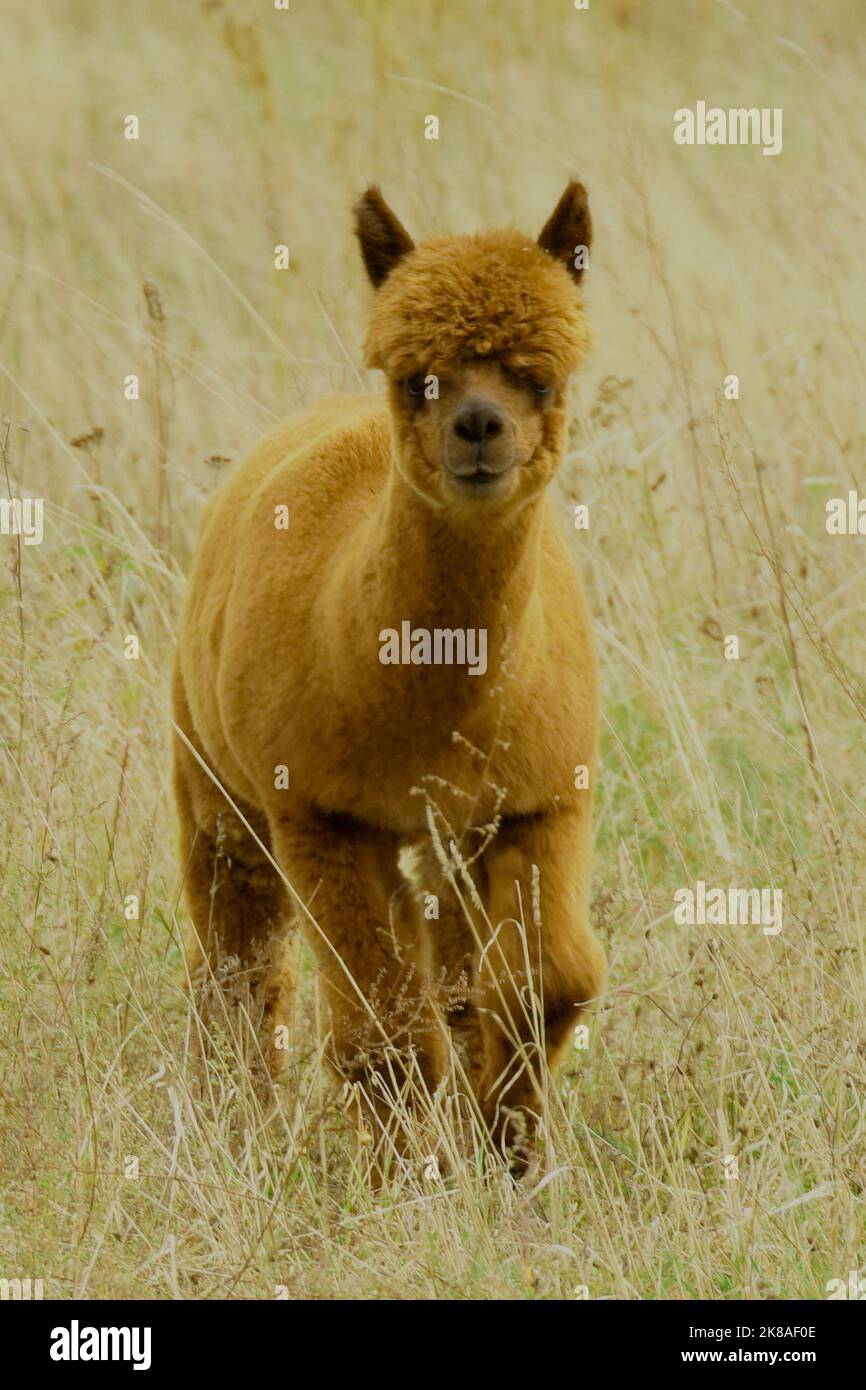 Braunes Alpaka - Kamel Foto Stock
