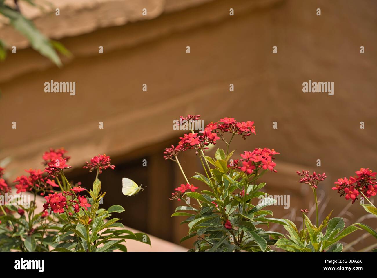 Farfalle catturate in volo ad alta velocità in primo piano con fiori rossi Foto Stock