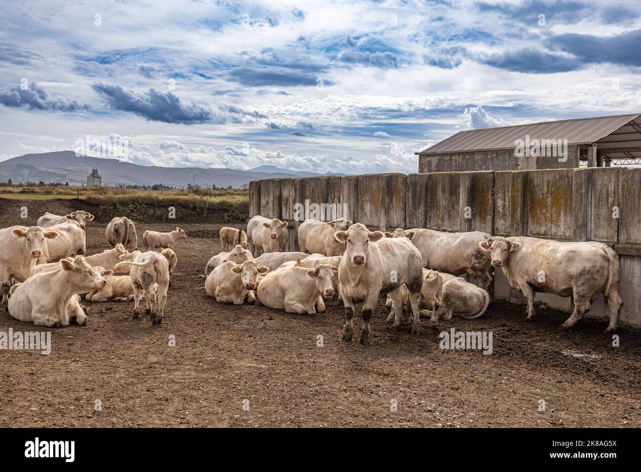 Bestiame bovino ad un feedlot. Charolais bovini di razza francese Foto Stock