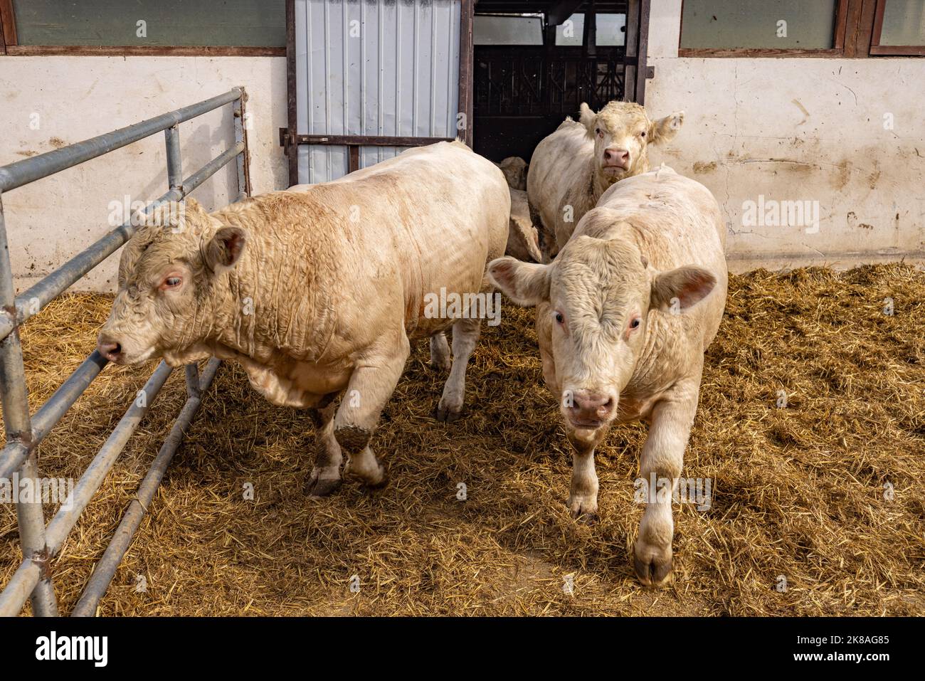 Vitelli Charolais in un'area di alimentazione Foto Stock