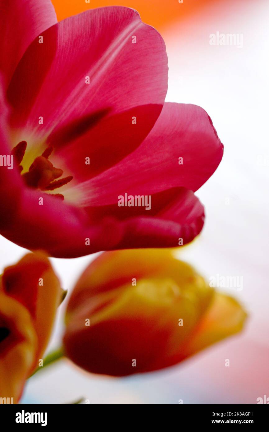 Tulpenblüten - Tulpenstrauß Foto Stock