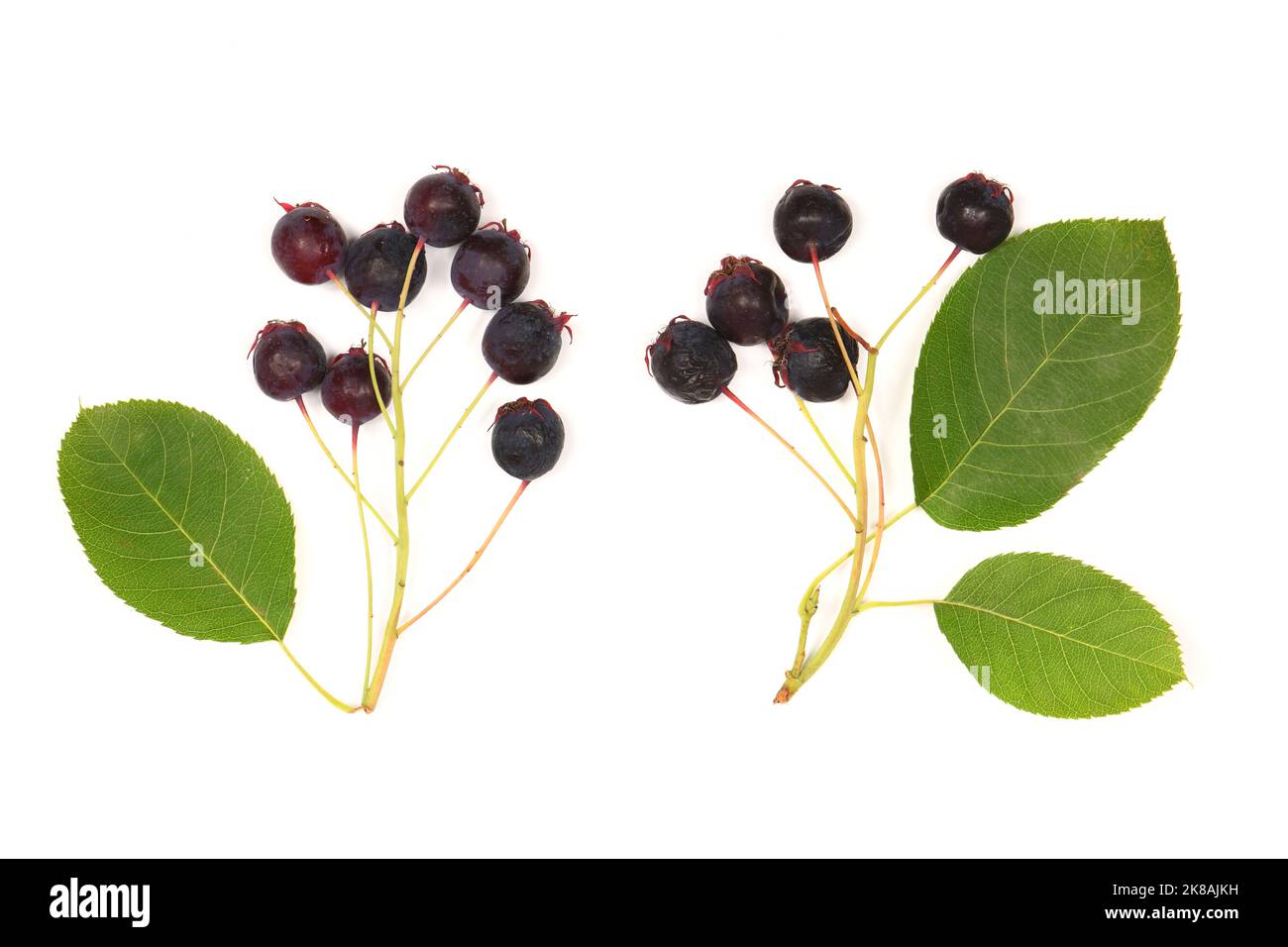 Bacche di amelanchier o pera di cetriolo. Foto ad alta risoluzione. Profondità di campo completa. Foto Stock