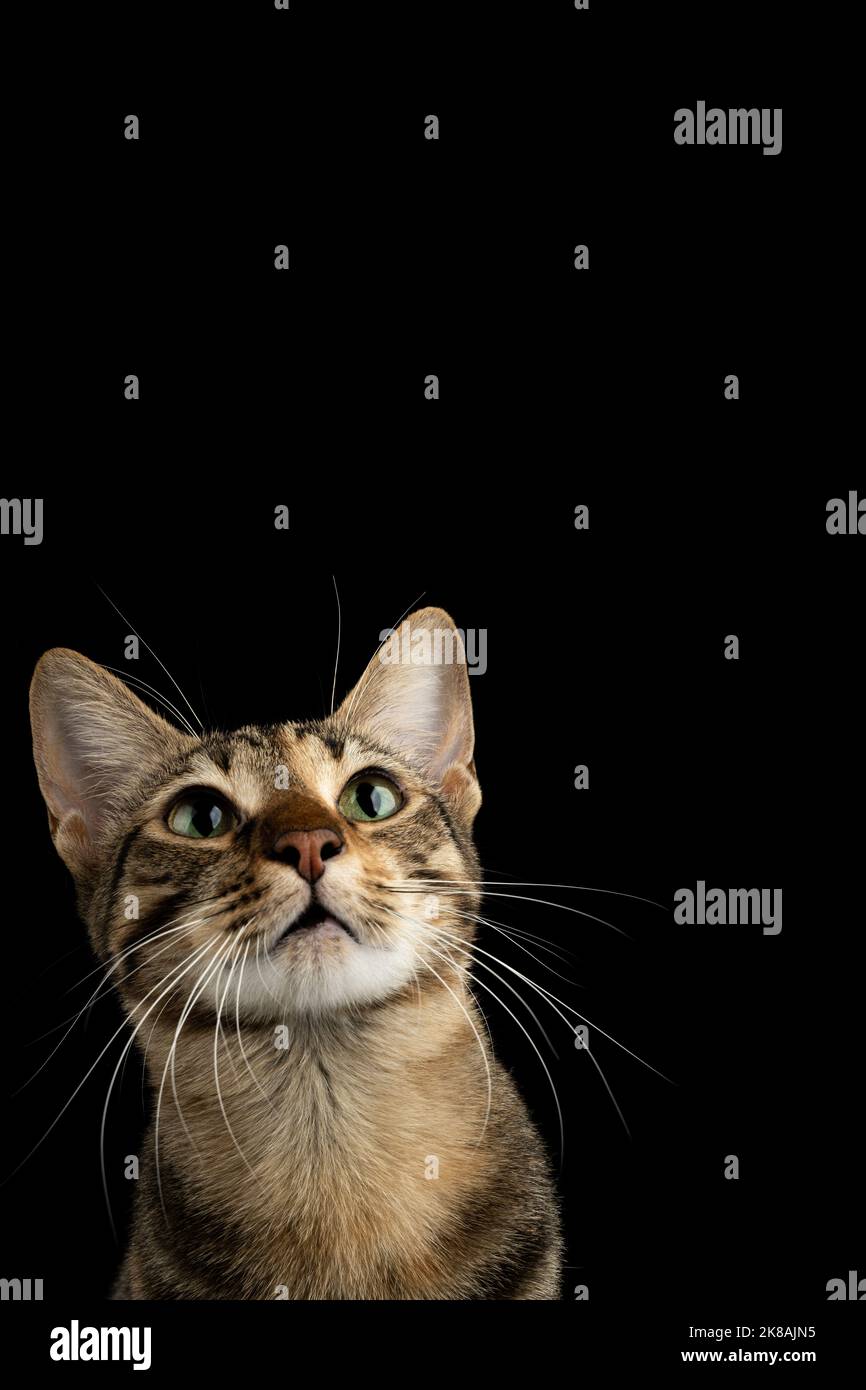 Gatto con occhi verdi che guarda su con uno sfondo nero Foto Stock