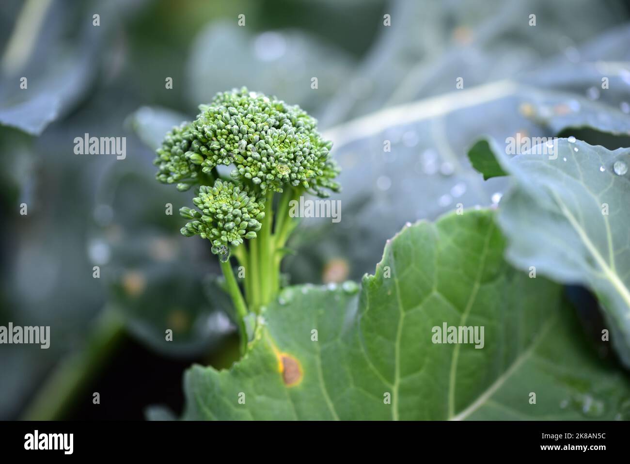 Primo piano del bambino germogliare Broccoli crescere su un allotment in estate Foto Stock