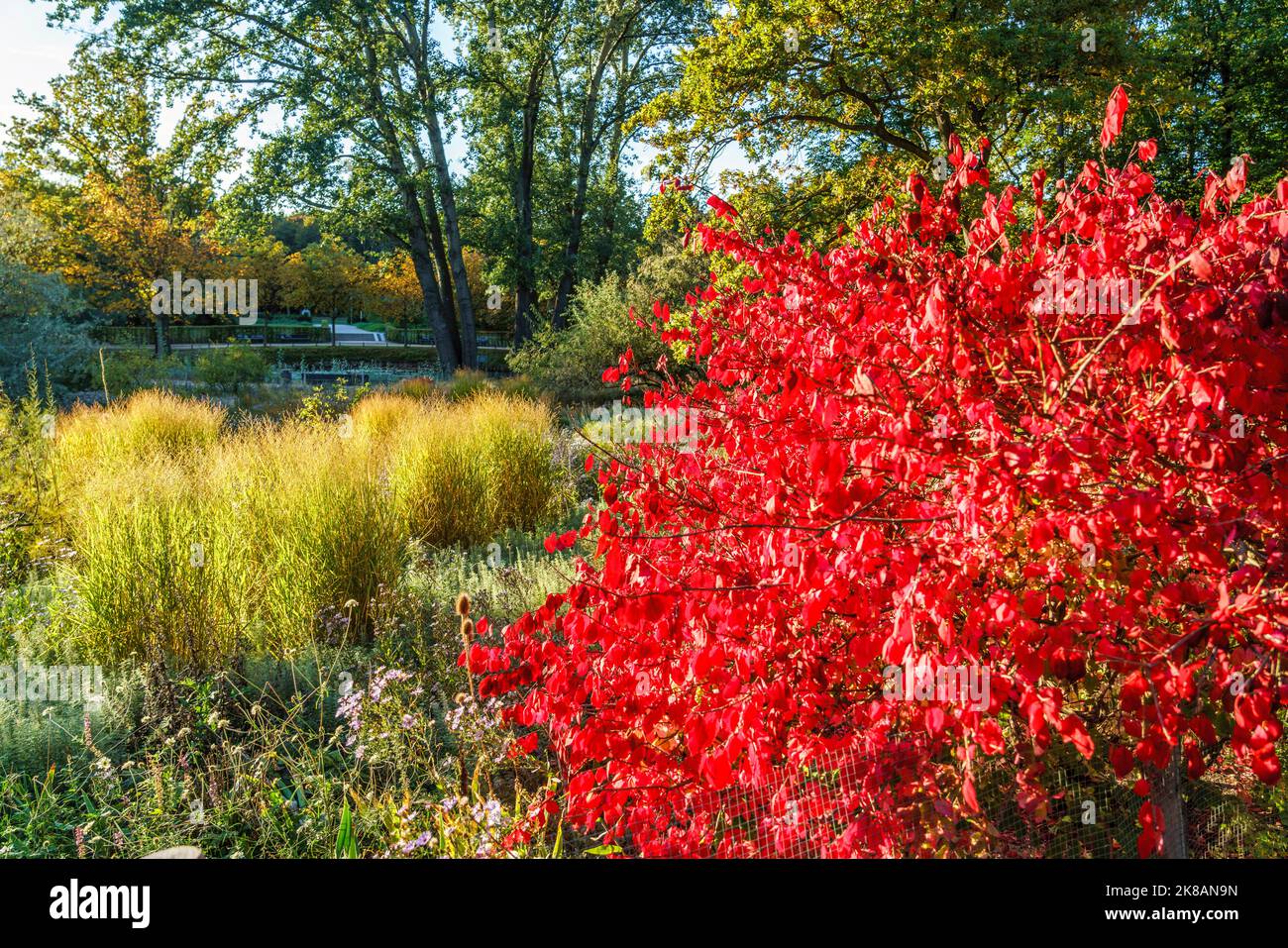 Tiergarten im Herbst, Herbstfarben, rot verfärbte Blätter, Berlino, Germania Foto Stock