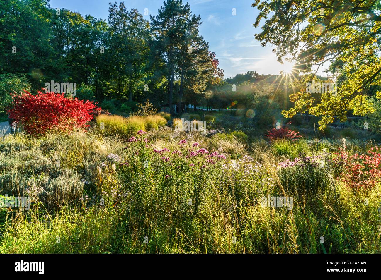 Tiergarten im Herbst, Herbstfarben, rot verfärbte Blätter, Berlino, Germania Foto Stock