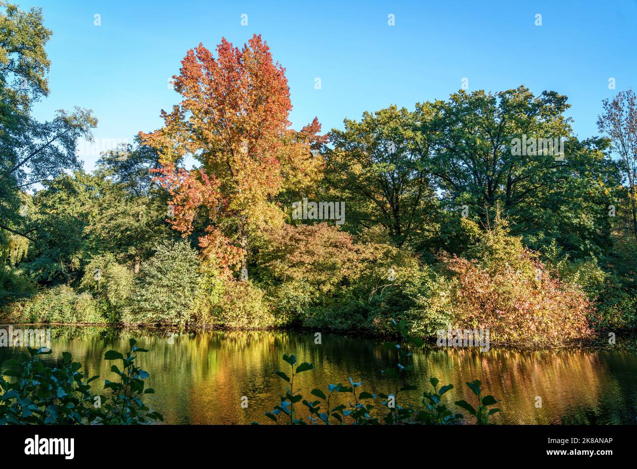 Tiergarten im Herbst, Herbstfarben, verfärbte Blätter, Berlino, Germania Foto Stock